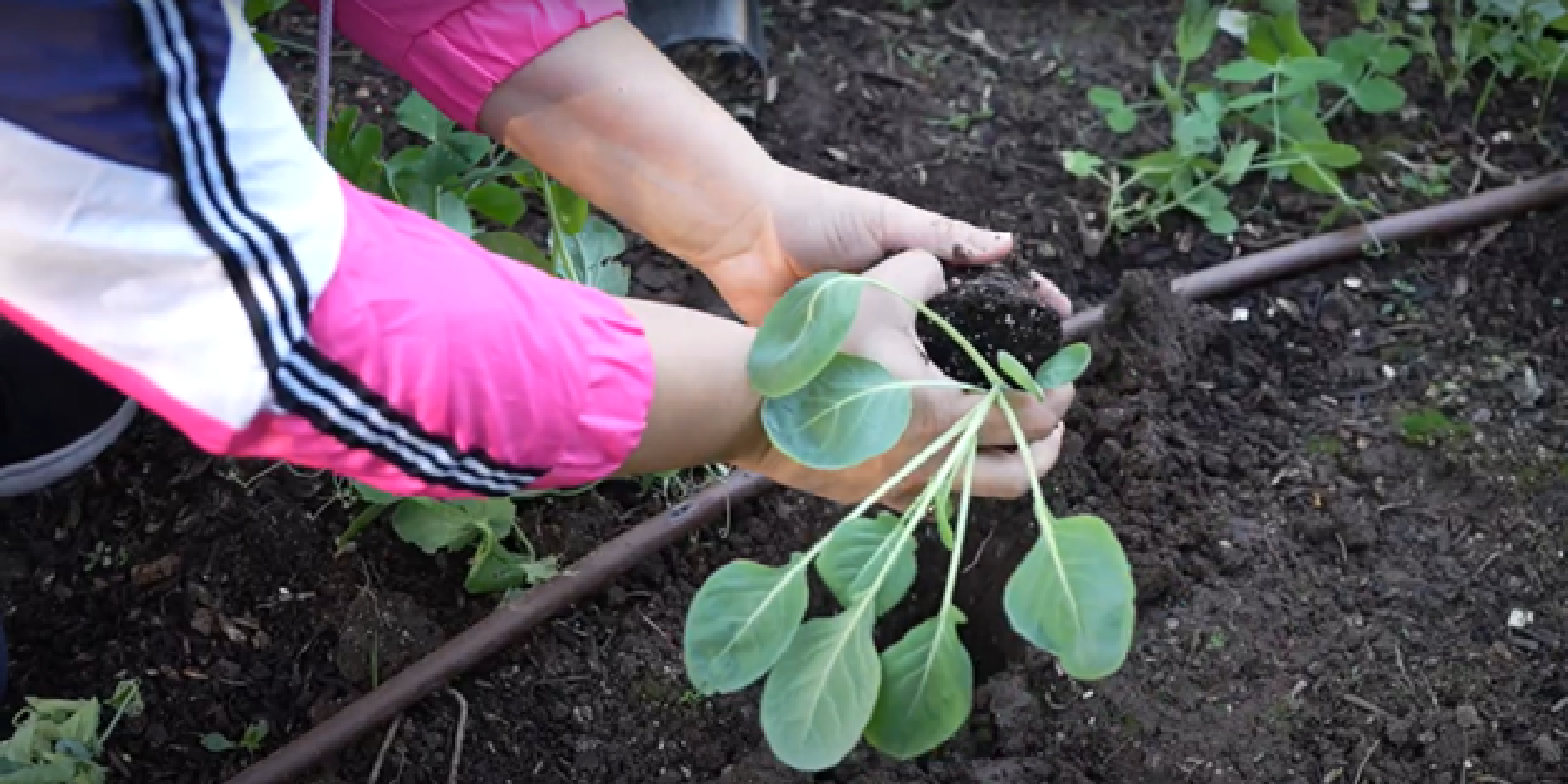 Close-up of planting in Garden 31