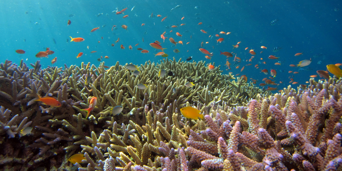 Underwater ocean life